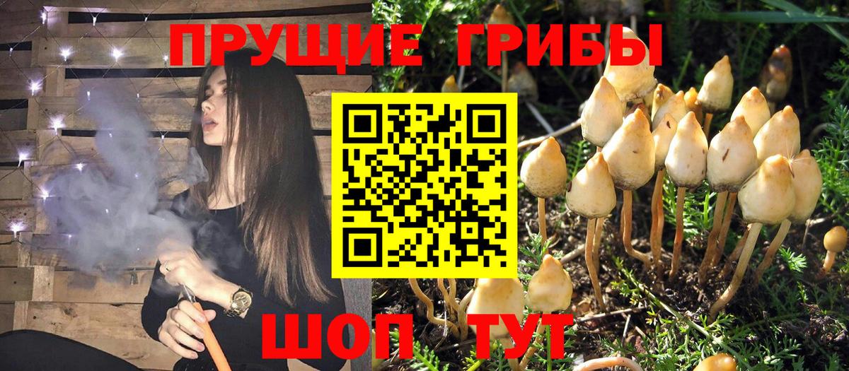 Сочи  Галлюциногенные грибы прущие грибы  Псилоцибиновые грибы Psilocybine cubensis  магазин продажи наркотиков  Вход с VPN 